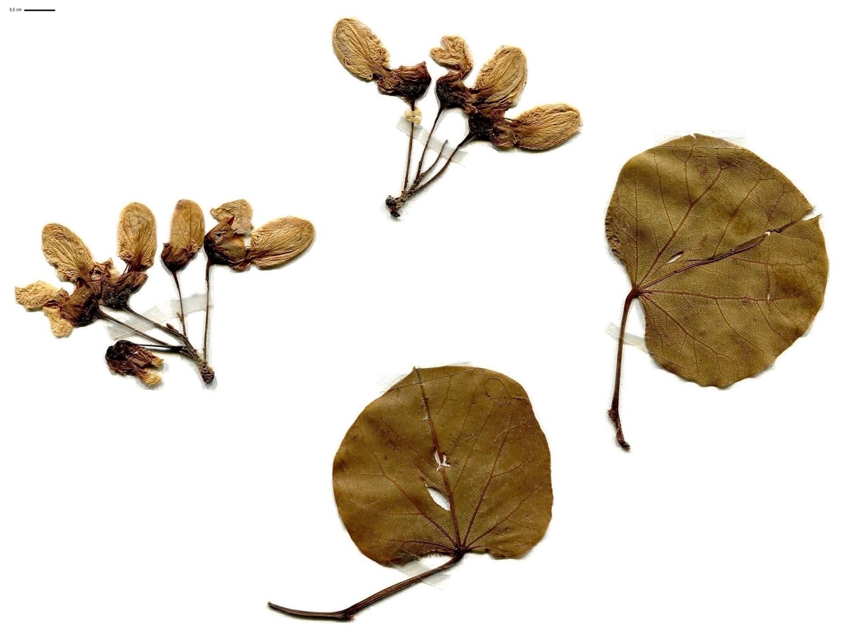 Cercis siliquastrum (Fabaceae)